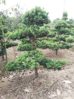 移栽苗造型罗汉松