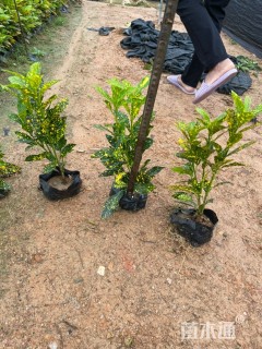 高度25厘米洒金珊瑚