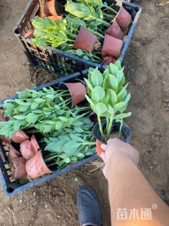 高度16厘米八宝景天