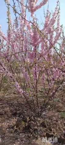 高度320厘米红叶榆叶梅