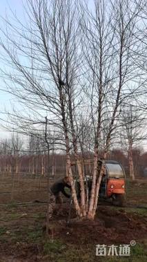 高度600厘米丛生河桦