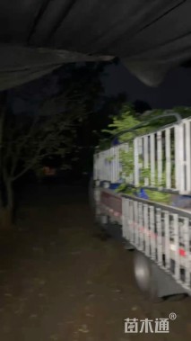 高度40厘米火棘