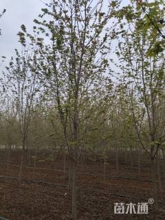 10公分美国红枫