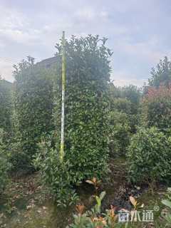 高度230厘米红叶石楠柱