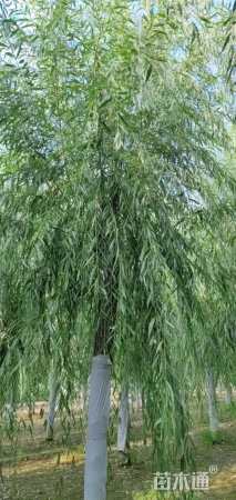 13公分金丝垂柳