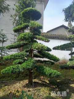 移栽苗造型罗汉松