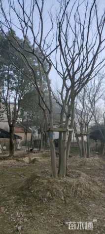 90公分丛生朴树