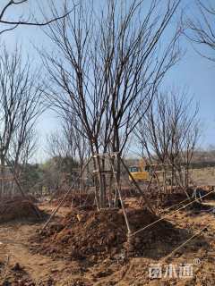 高度800厘米丛生五角枫