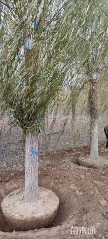 18公分金丝垂柳