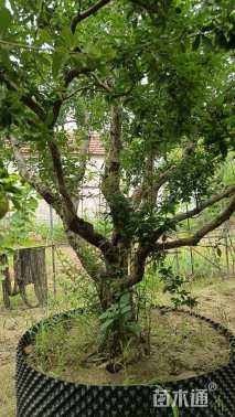 高度300厘米丛生石榴