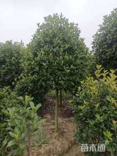 18公分红叶石楠