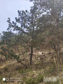 高度700厘米黑松