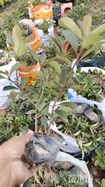 高度25厘米红叶石楠小苗