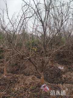 高度350厘米果石榴