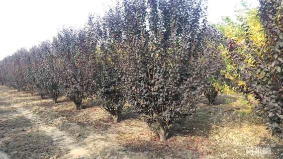 15公分紫叶李
