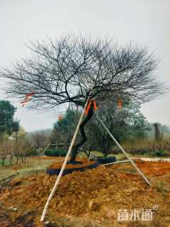 20公分造型红梅