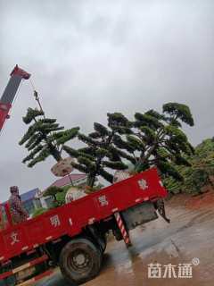 移栽苗造型罗汉松