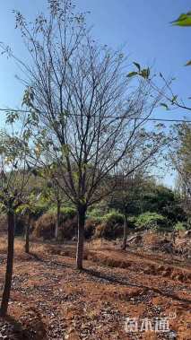 25公分嫁接银杏