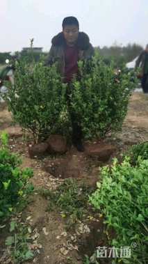 高度80厘米大叶黄杨