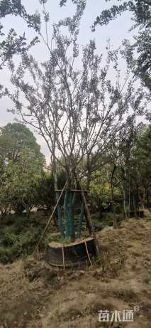 50公分丛生朴树