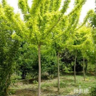 13公分金叶复叶槭