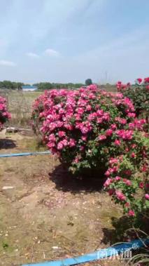 冠幅80厘米月季花球