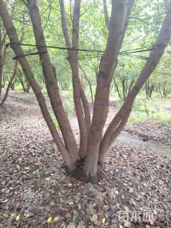 30公分丛生乌桕