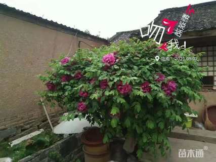 高度3厘米紫斑牡丹