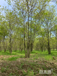 45公分丛生朴树