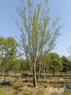 10公分(3杆)丛生榔榆