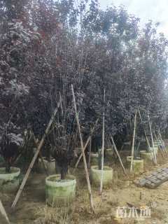 高度200厘米密枝红叶李