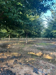 13公分染井吉野樱