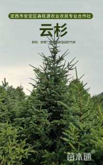 高度630厘米天山云杉