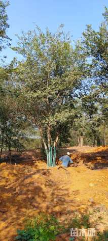 30公分(3杆)丛生朴树