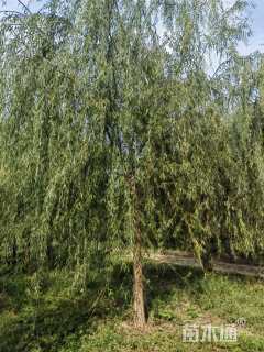 16公分垂柳