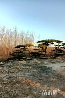 20公分造型黑松