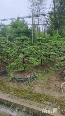 移栽苗造型罗汉松