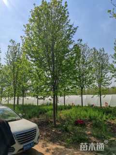 16公分美国红枫