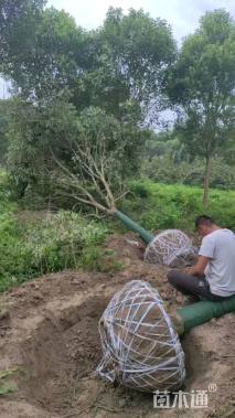 15公分大叶女贞