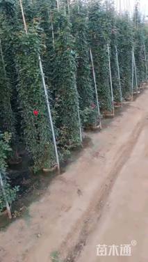 80公分造型月季