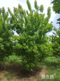 高度700厘米丛生金叶白蜡