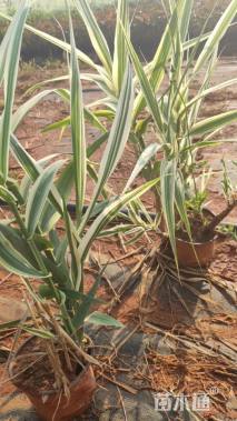 高度35厘米花叶芦竹