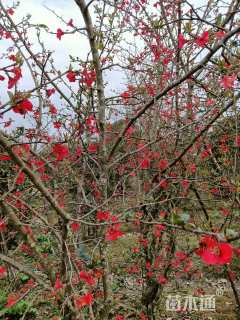 高度170厘米日本海棠