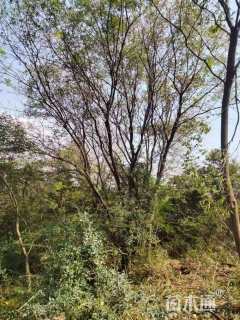 50公分丛生黄连木