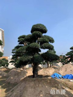 30公分日本罗汉松