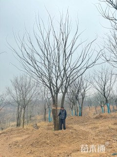 15公分(4杆)丛生朴树