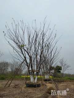 75公分丛生榉树