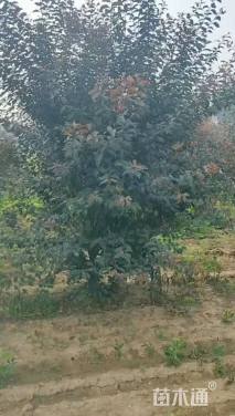 高度380厘米红叶榆叶梅