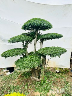 20公分造型对节白蜡