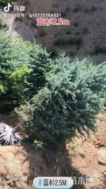 5公分科罗拉多蓝杉